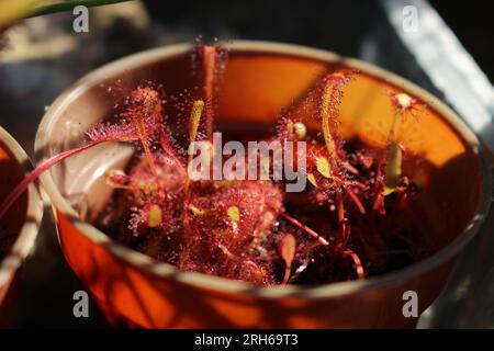 Rugiada solare carnivora a foglie tonde (Drosera rotundifolia) Foto Stock