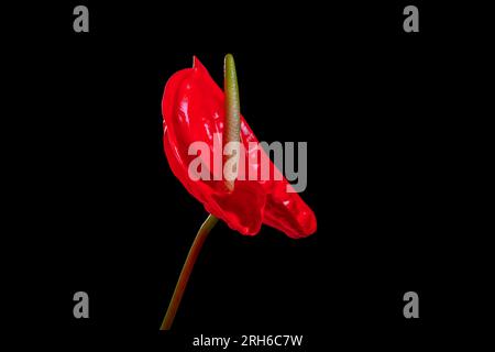 Anthurium fiore. Foto Stock