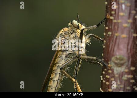 Singolo Robber Fly (Tolmerus/Machimus cfr atricapillus) su un ramo, vista laterale, macro fotografia, insetti, biodivsersity, natura Foto Stock