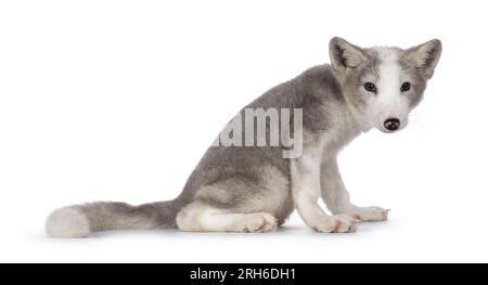 Adorabile grigio con volpe polare bianca, nota anche come Vulpes Lagopus, che si trova in posizione laterale. Guardando verso la fotocamera. Isolato su sfondo bianco. Foto Stock