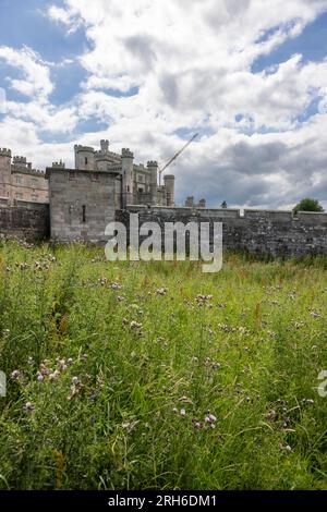 Vista del Castello di Lowther con un prato ricoperto di cardo in primo piano. Westmorland Foto Stock