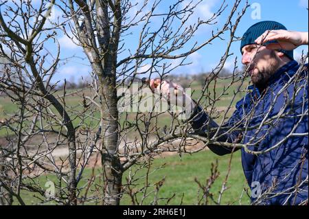 Un giardiniere taglia un grande ramo su una prugna con una sega, lavoro primaverile nel giardino con alberi. Foto Stock