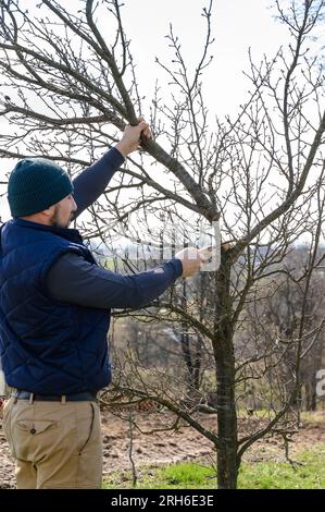 un giardiniere taglia rami su un albero di susina con una sega a mano, lavori di giardinaggio nel giardino, un albero di susina trascurato. Foto Stock