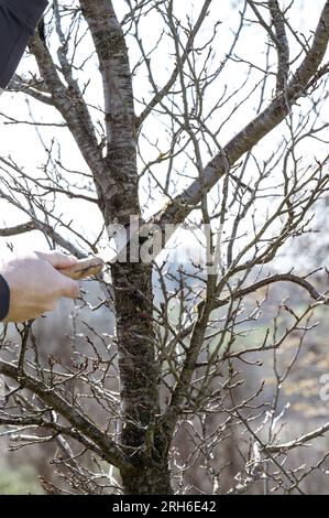 Un giardiniere taglia un grande ramo su una prugna con una sega, lavoro primaverile nel giardino con alberi. Foto Stock