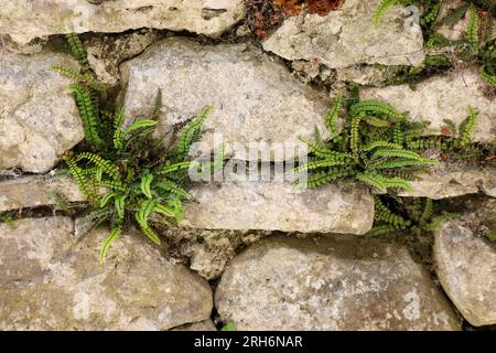 Felci che crescono a Stone Dyke Foto Stock