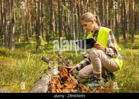 ecosistema forestale. lavoratrice forestale che ispeziona vecchio albero caduto, forestale al lavoro Foto Stock