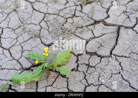 Secchezza della terra grigiastro incrinata dopo la pioggia con fiore giallo sopravvissuto Foto Stock