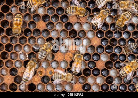 Api che si prendono cura della larva delle api nelle cellule di covata Foto Stock