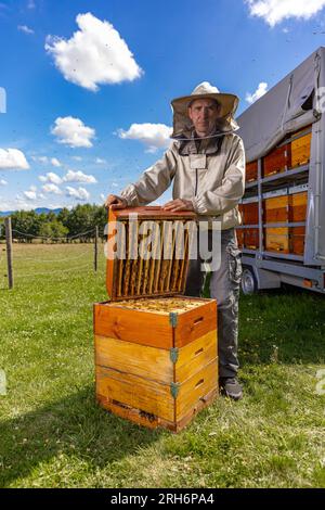 Apicoltore che rimuove il favo dall'alveare. Apicoltura in campagna. Foto Stock