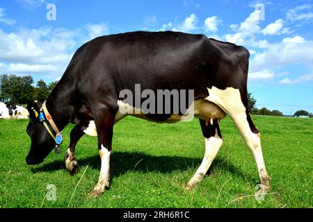 I bovini bianchi e neri sono bovini allevati per la capacità di produrre grandi quantità di latte. Foto Stock