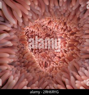Rappresentazione 3D rappresentazione medicalmente accurata illustrazione di villi intestinali. Microvilli rossi in un tratto intestinale Foto Stock