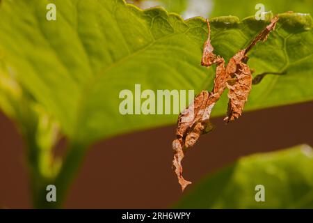 Ghost mantis Phyllocrania paradoxa 13365 Foto Stock