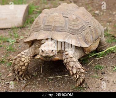 Sulcata africana o tartaruga speronata nel contenitore Foto Stock