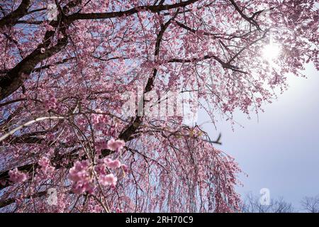 Karuizawa, Giappone. 17 aprile 2023. Un ciliegio giapponese in fiore a Karuizawa, 17 aprile 2023. Credito: dpa/Alamy Live News Foto Stock