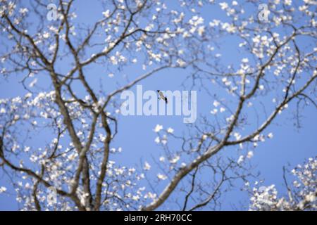Karuizawa, Giappone. 17 aprile 2023. Un aquilone nero giapponese viene fotografato attraverso un albero in fiore a Karuizawa, il 17 aprile 2023. Credito: dpa/Alamy Live News Foto Stock
