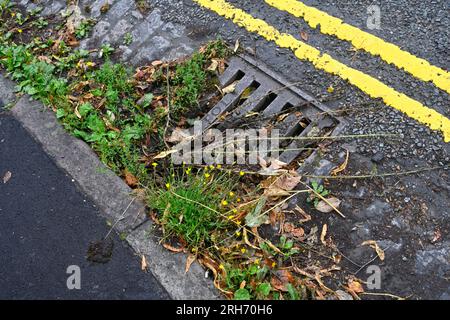 Erbacce in grondaia e pavimentazione con il consiglio comunale che abbandona l'uso di diserbanti causando danni a lungo termine Foto Stock