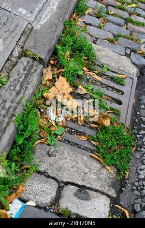 Erbacce in grondaia e pavimentazione con il consiglio comunale che abbandona l'uso di diserbanti causando danni a lungo termine Foto Stock