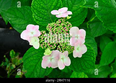 Testa di fiore di ortensia rosa lacecap (Hydrangea macrophylla) Foto Stock