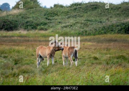 New Forest Pony Fals a Lymington e Keyhaven Marshes Nature Reserve Hampshire, Inghilterra Foto Stock