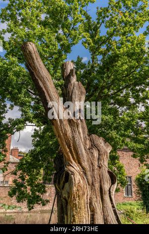 Antica quercia a dunham massey Foto Stock