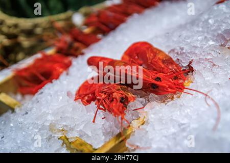 Selezione di gamberi rossi freschi crudi su ghiaccio in mostra in un ristorante di lusso a Beverly Hills, Los Angeles, California, USA Foto Stock