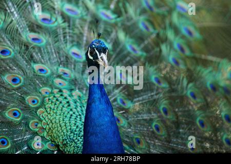 Primo piano della testa del bellissimo pavone che mostra le sue piume di coda sullo sfondo. Foto Stock