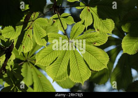 Foglie soleggiate di ippocastano (Aesculus hippocastanum) Foto Stock