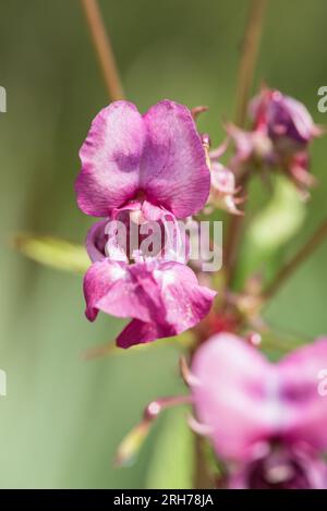 Fiori di balsamo indiano (Impatiens glandulifera) Foto Stock