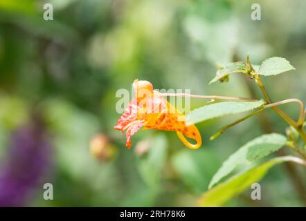 Fiore di Orange Balsam (Impatiens capensis) Foto Stock