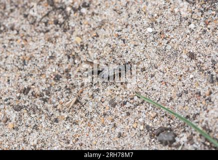 Una Common Spiny Digger Wasp (Oxybelus uniglumis) con una mosca, preda per il suo nido dove verrà deposto un uovo e la mosca sarà il cibo per lo sviluppo Foto Stock