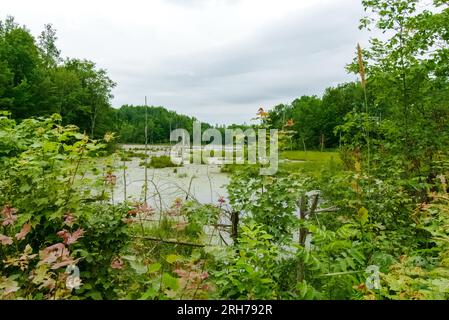 Preso nella contea di Washburn, Wisconsin. Foto Stock