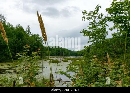 Preso nella contea di Washburn, Wisconsin. Foto Stock