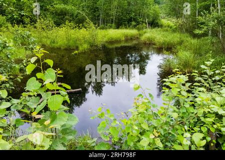 Preso nella contea di Washburn, Wisconsin. Foto Stock