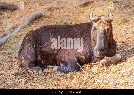 Takin o Budorcas taxicolor, noto anche come capra gnu Foto Stock