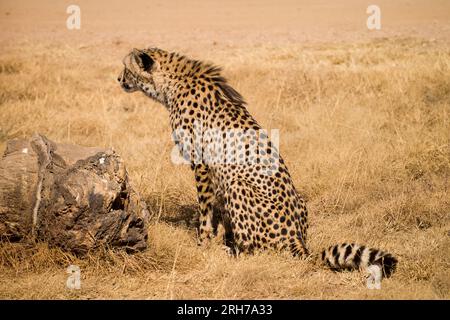 Un ghepardo (Acinonyx jubatus) stalking preda, Sud Africa Foto Stock