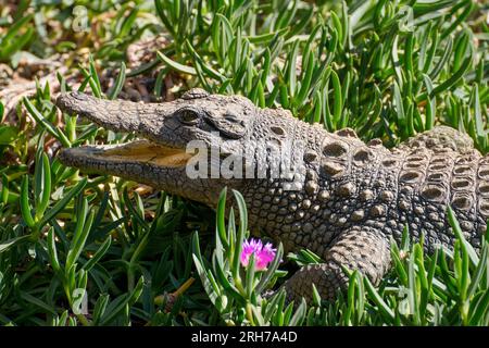 Incredibile coccodrillo selvaggio del Nilo in Sud Africa Foto Stock