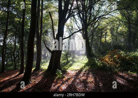 Sole nella foresta verde. Raggi solari e alberi autunnali. Foto Stock