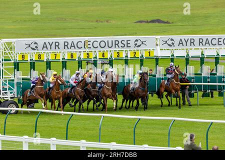 Cavalli che spuntano dalle porte di partenza all'ippodromo di Ayr, in Scozia Foto Stock