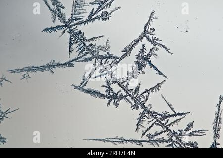 cristalli di ghiaccio e fiocchi di neve nella mattina fredda d'inverno Foto Stock