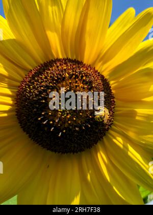 Miele che impollina il girasole giallo brillante in estate Foto Stock