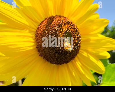 Miele che impollina il girasole giallo brillante in estate Foto Stock