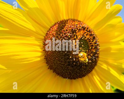 Miele che impollina il girasole giallo brillante in estate Foto Stock