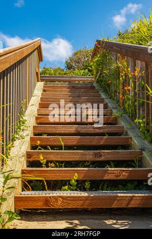 Una scalinata in legno ombreggiata nel Parco che conduce in una giornata di sole. Scala in legno sul sentiero presso il parco estivo dell'Oregon, Stati Uniti. Moderna scala esterna in legno Foto Stock