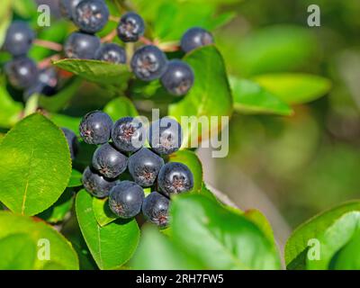 Bacche di strozzatura mature sul cespuglio Foto Stock