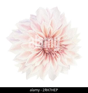 Fiore Dahlia dipinto ad acquerello. Fiore leggermente rosa su sfondo bianco Foto Stock