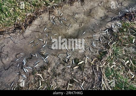 Una laguna secca (lago) e un sacco di piccoli pesci morti, siccità estiva, inquinamento idrico ulteriormente. Smelt di sabbia (Atherina boyeri) Foto Stock