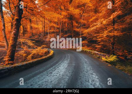 Strada nella splendida foresta rossa all'alba in autunno Foto Stock