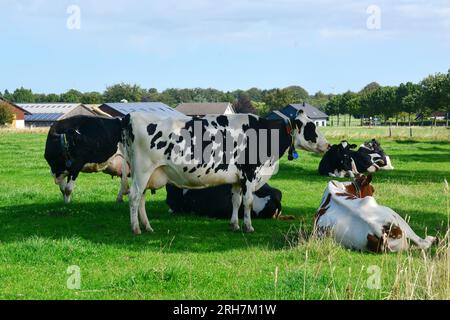 I bovini bianchi e neri sono bovini allevati per la capacità di produrre grandi quantità di latte. Foto Stock