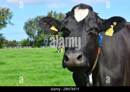 I bovini bianchi e neri sono bovini allevati per la capacità di produrre grandi quantità di latte. Foto Stock