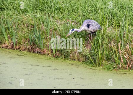 Great Blue Heron si concentra sul bordo dell'acqua Foto Stock